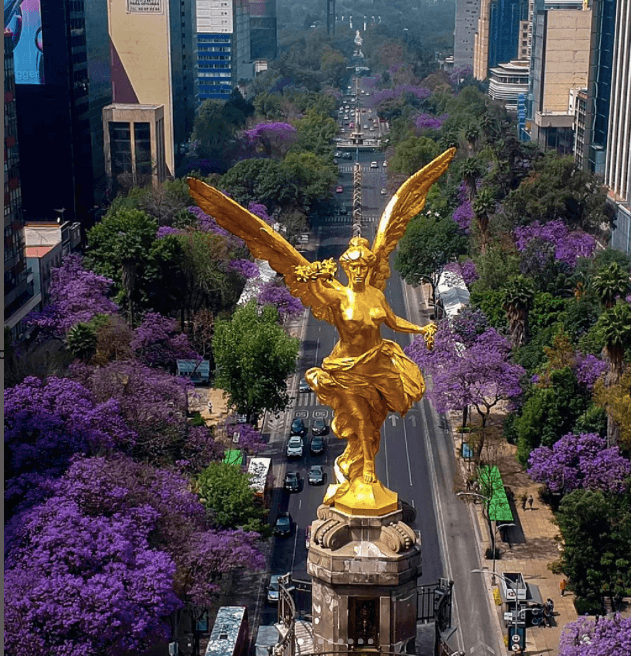 Jacaradnas en la CDMX