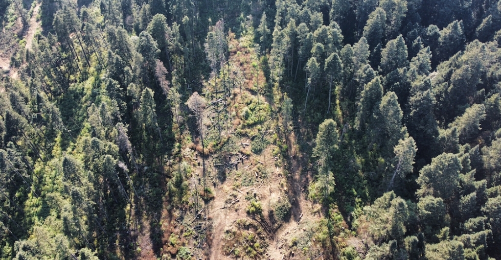 ajusco-taladores-clandestinos-destrozan-bosque-arboles-fotos-dron-4