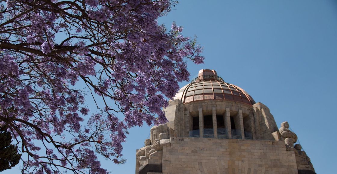 jacarandas-jardinero-japon-cdmx-revolucion