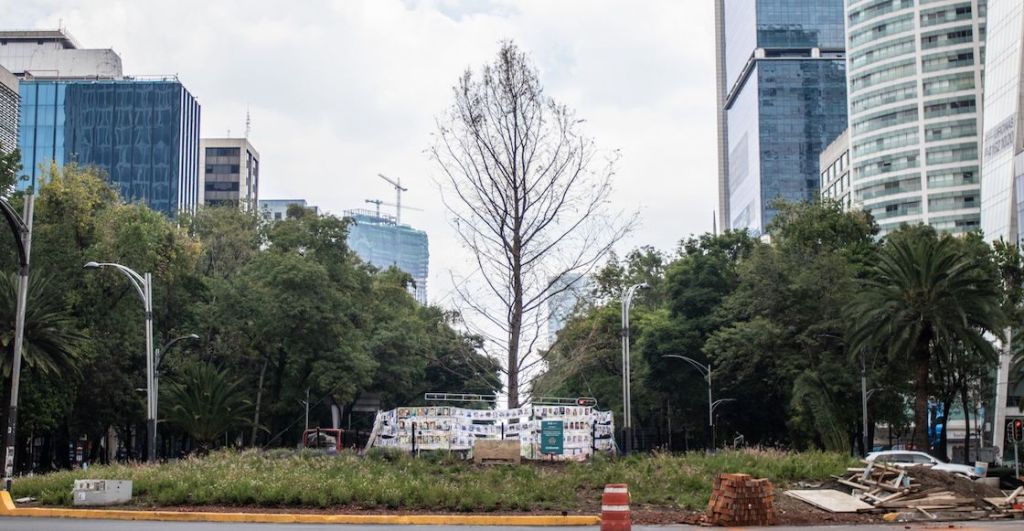 ahuehuete-sedema-cdmx-marina-robles