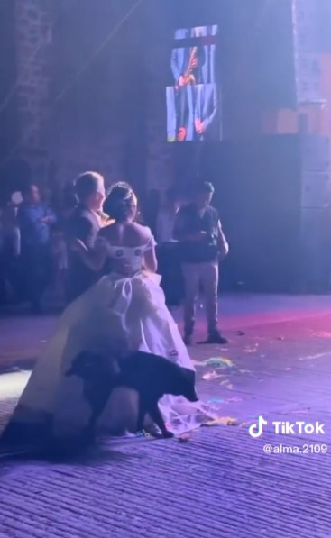 Perrito se cuela en fiesta de XV años y orina el vestido de la quinceañera