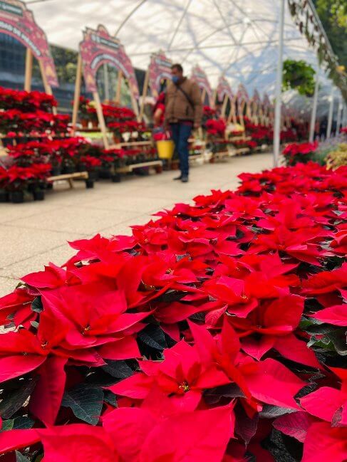 viene-a-la-cdmx-el-festival-flores-de-nochebuena-2022