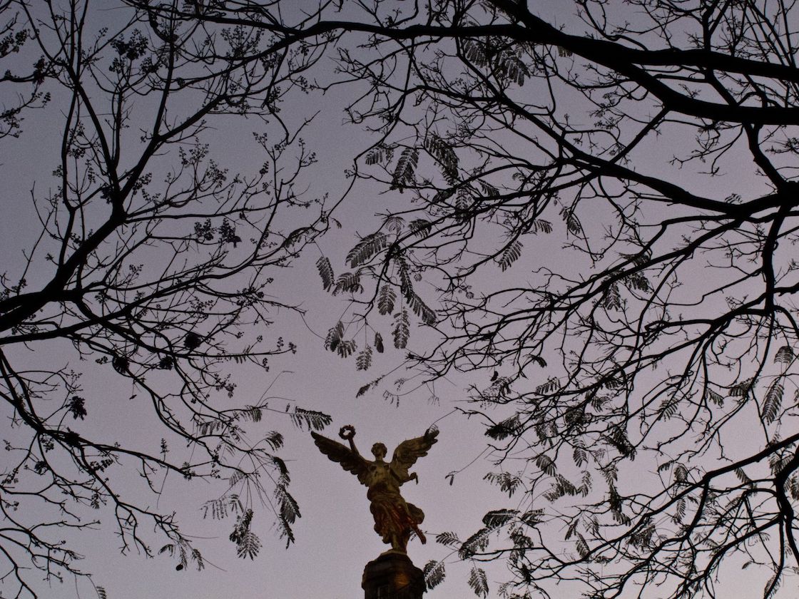 jacarandas-cdmx-jardinero-japon-angel