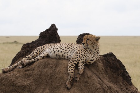 Parque Nacional Serengeti