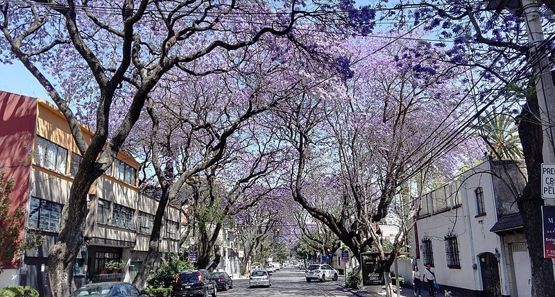 Jacaradnas en la CDMX