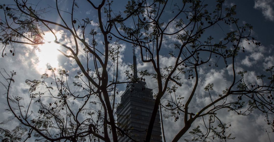 jacarandas-jardinero-japones-cdmx-torre-latino