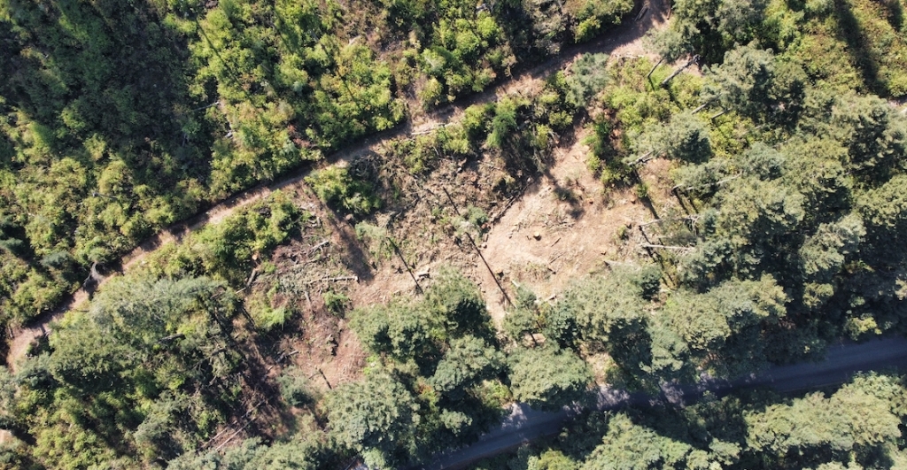 ajusco-taladores-clandestinos-destrozan-bosque-arboles-fotos-dron-8