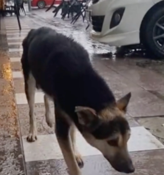 Sniff: Perrita perdida se hizo viral en TikTok y gracias a eso regresó a su casa