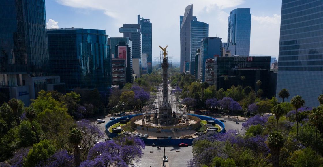 jacarandas-jardinero-japones-reforma