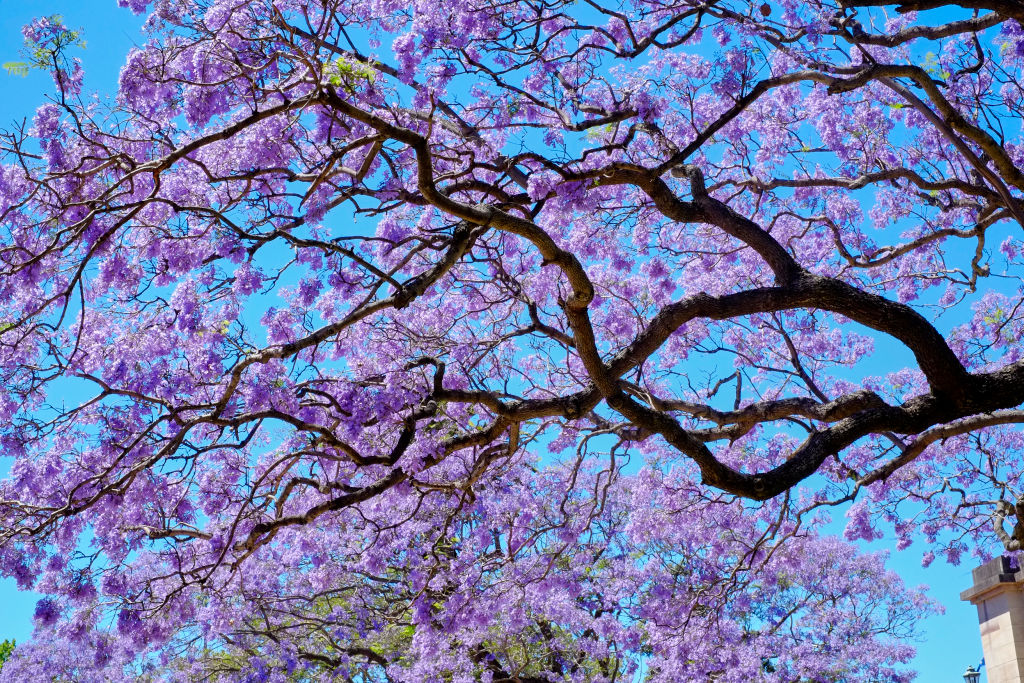 Jacaradnas en la CDMX 