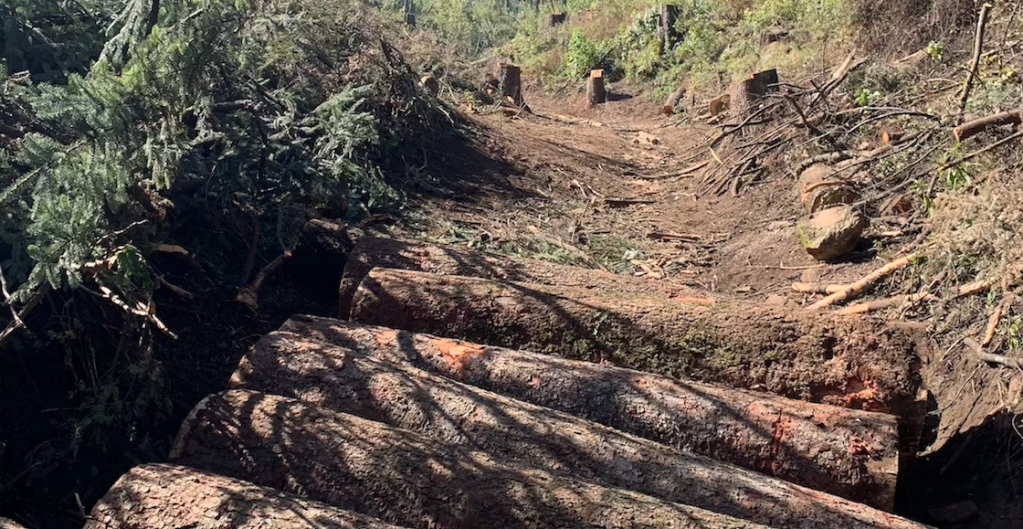 ajusco-taladores-clandestinos-destrozan-bosque-arboles-fotos-dron-1