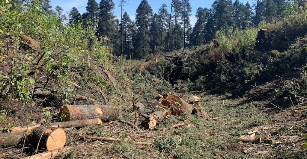 ajusco-taladores-clandestinos-destrozan-bosque-arboles-fotos-dron-3