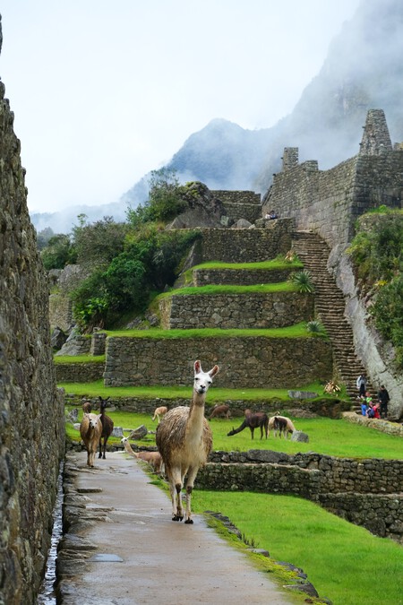 Machu Picchu Alpaca