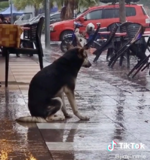 Perrita perdida se hizo viral en TikTok y gracias a eso regresó a su casa