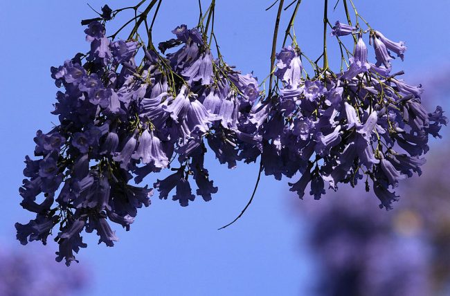 Jacaradnas en la CDMX