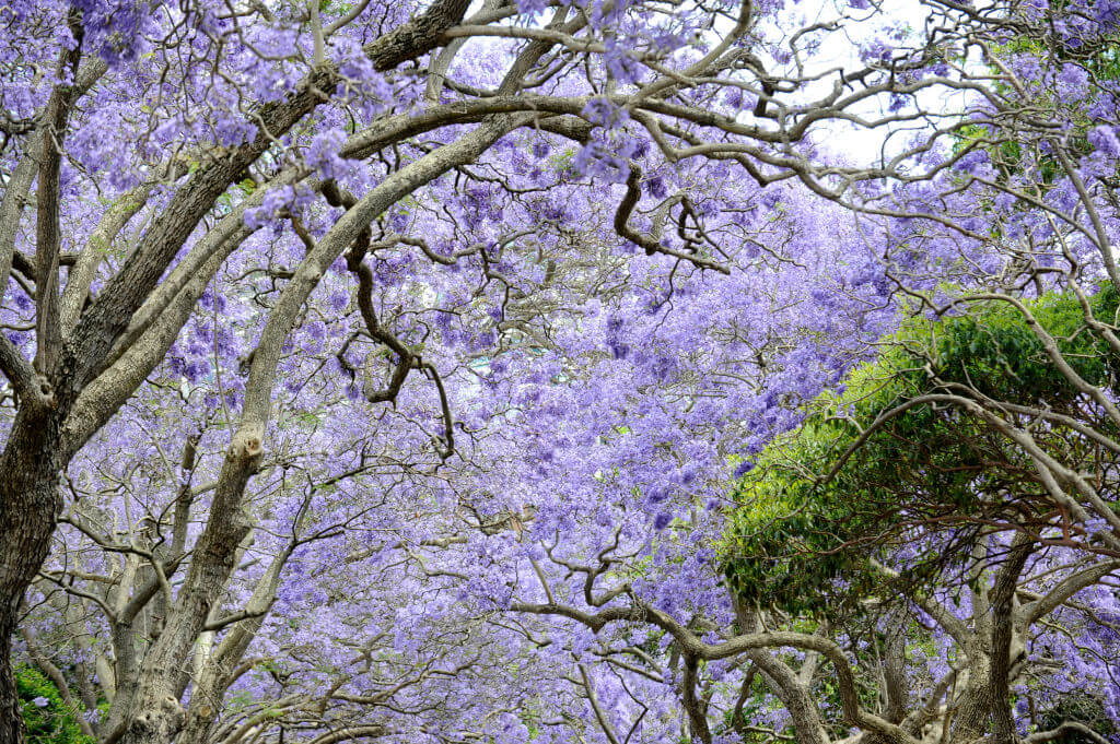 Jacaradnas en la CDMX