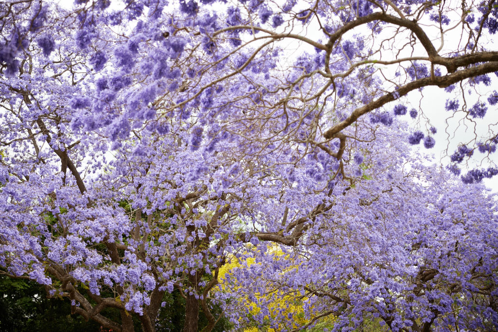 Jacaradnas en la CDMX