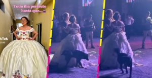 Perrito se cuela en fiesta de XV años y orina el vestido de la quinceañera