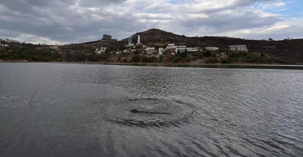 Vecinos reportan supuesto dinosaurio en presa de Atizapán.