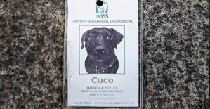 cuco imss perrito 2