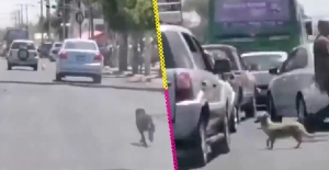 Mujer deja dos perritos abandonados en plena carretera de Guadalajara