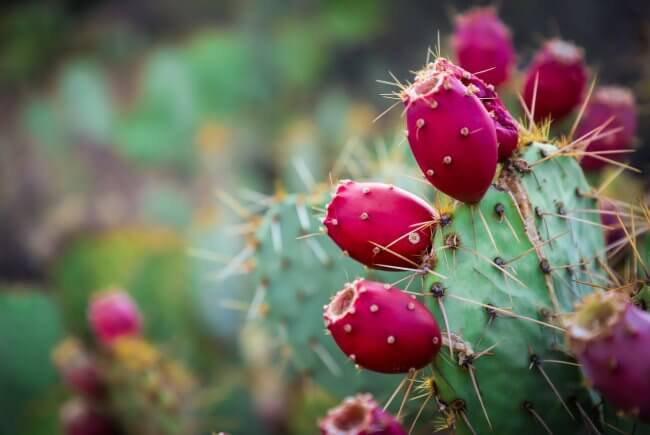 Sabías que… el nopal purifica el agua