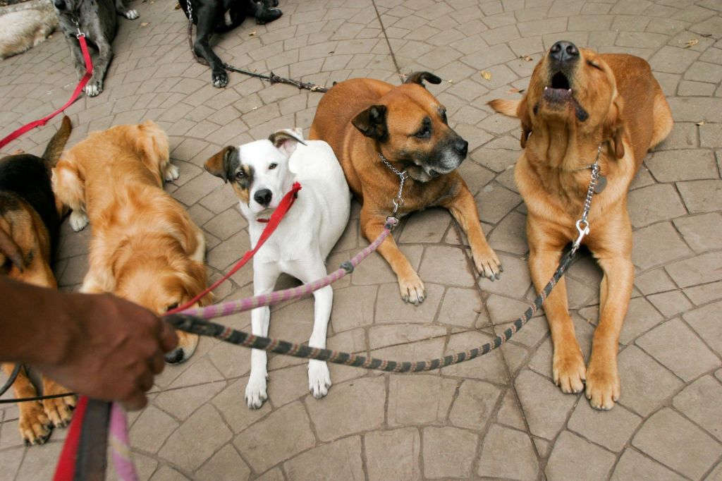 Mujer exhibe a un tipo por reclamarle cuando sus perros pelearon en la colonia Roma