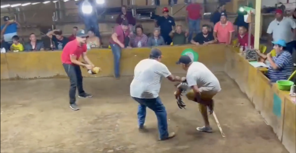 Gallo de pelea ataca a su dueño