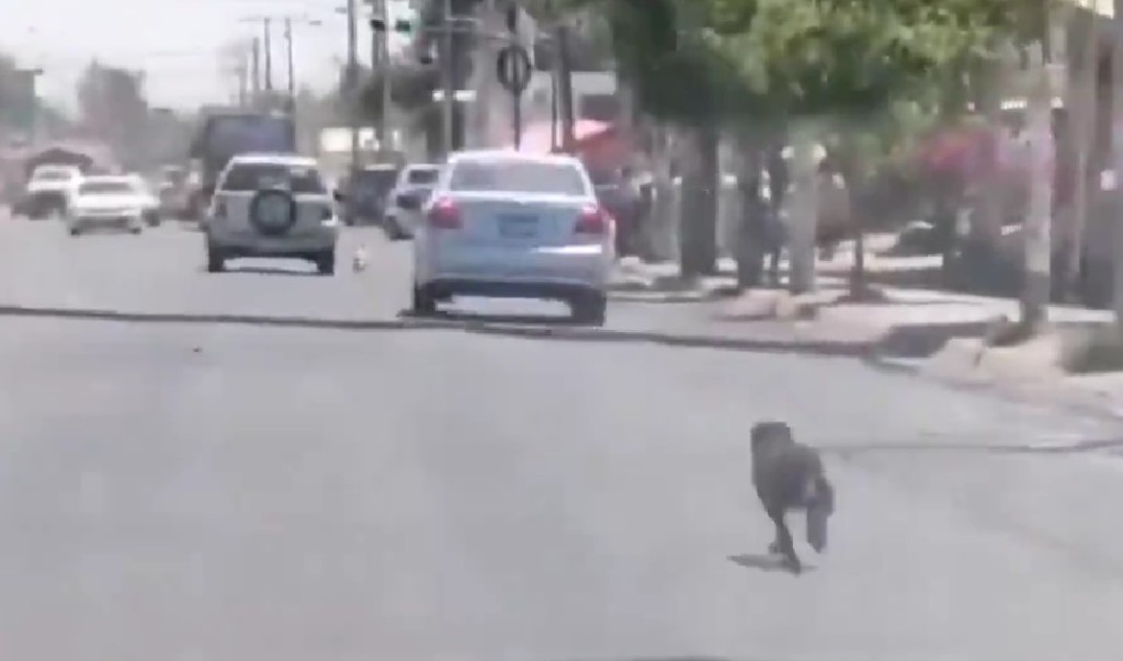 Mujer deja dos perritos abandonados en plena carretera de Guadalajara