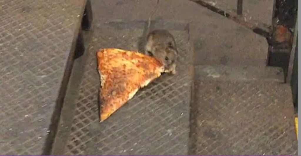  pizza-rat-nueva-york-ratas