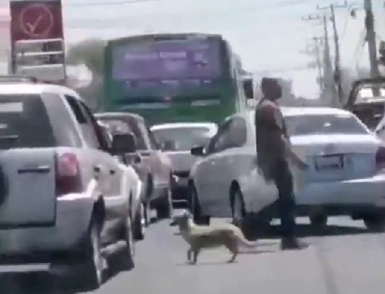 Mujer deja dos perritos abandonados en plena carretera de Guadalajara