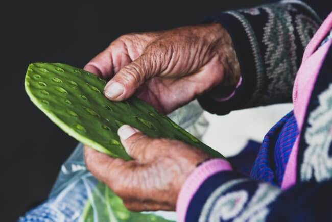 Sabías que… el nopal purifica el agua