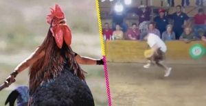 Gallo de pelea ataca a su dueño