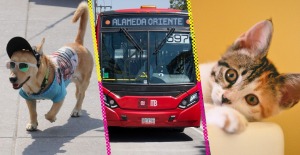 metrobus-cdmx-unidades-gatitos-perros