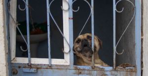 Rescate perros Milagros Caninos