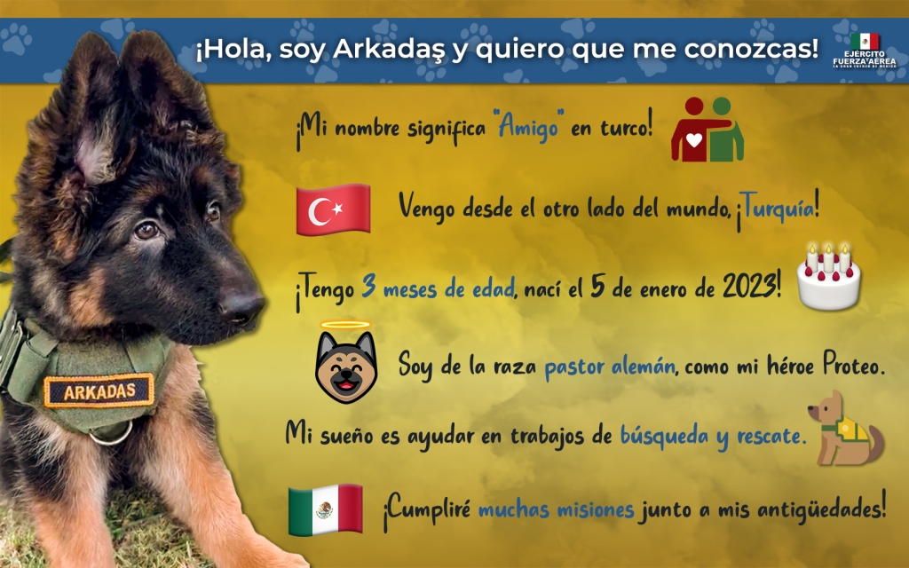 perro-turco-sedena-turquia-mexico