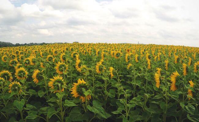 El proyecto de sembrar miles de girasoles para salvar a las abejas