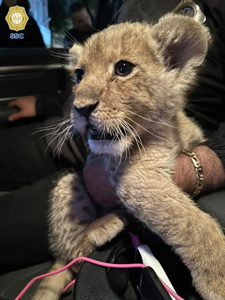 Rescataron a una cachorra de león en CDMX.