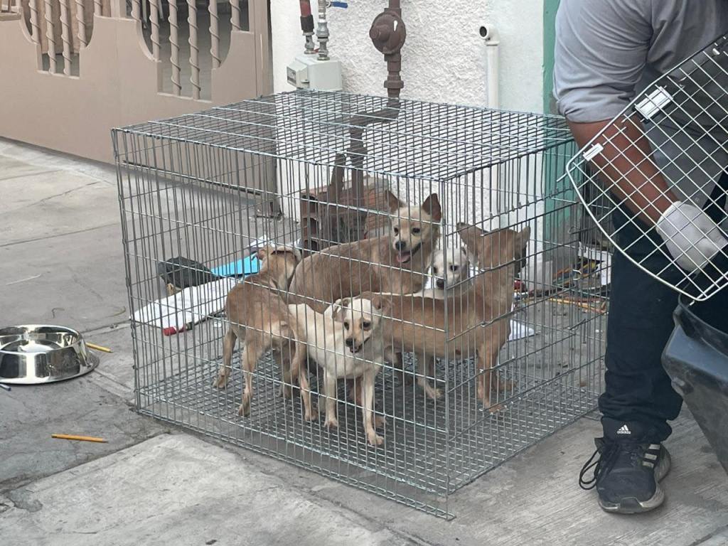 Rescatan a 17 perritos maltratados de una casa en Nuevo León