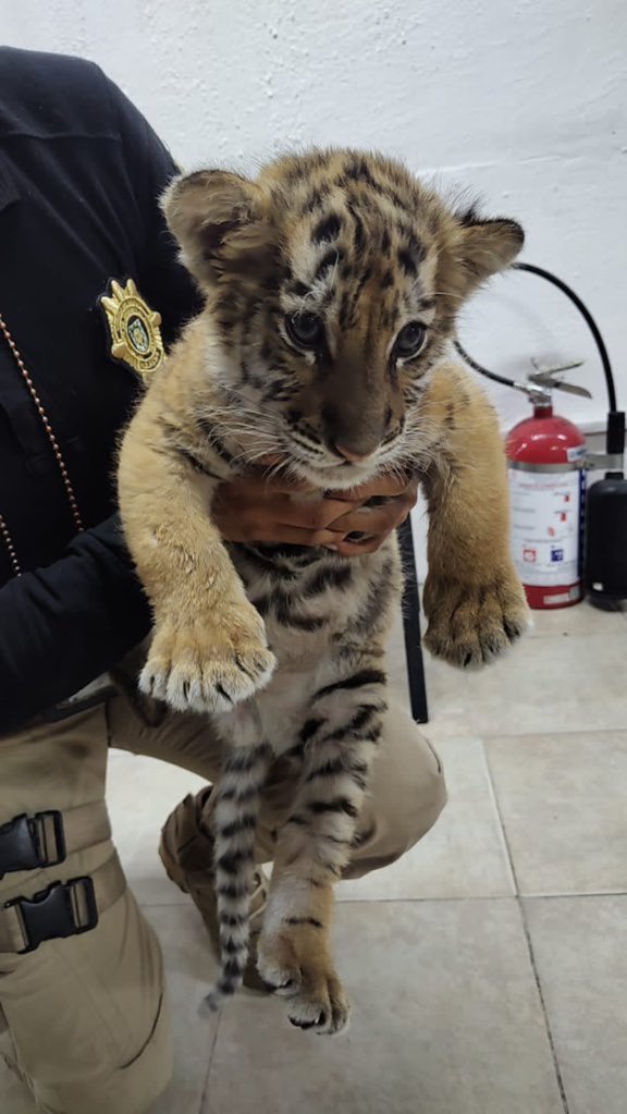 Rescataron cachorro de tigre.