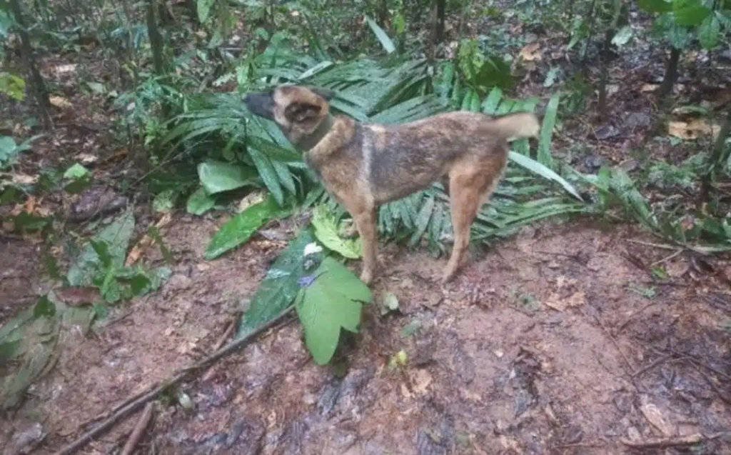 perro-ninos-colombia-selva