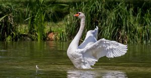 Se comieron a mamá cisne en Nueva York.