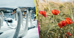 Cisnes adictos a las amapolas.