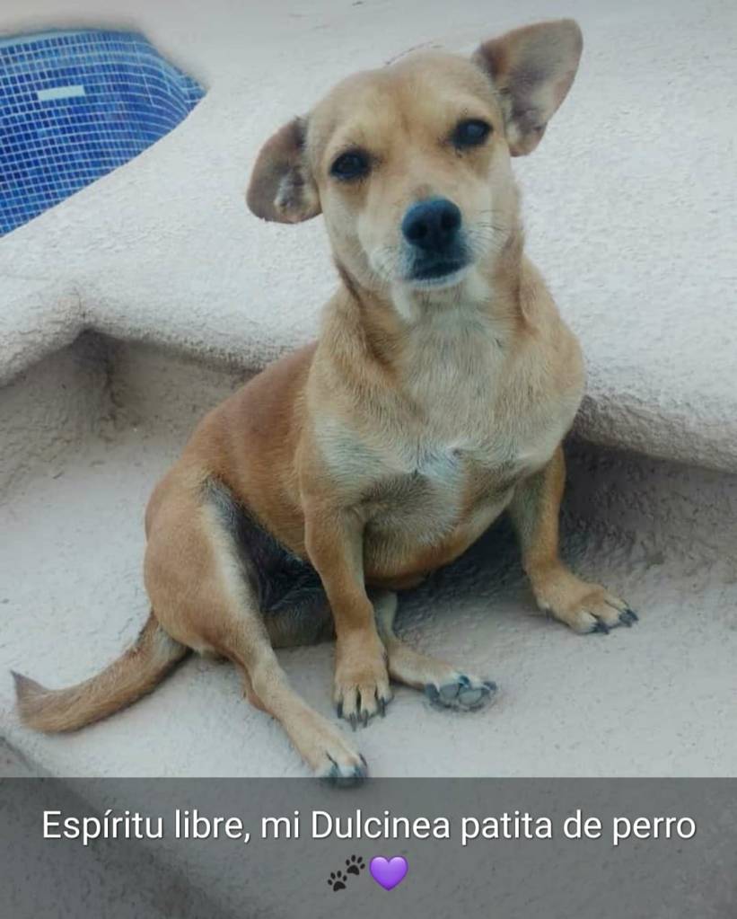 Perrita se escondió en auto de sus vecinos y viajó mil km lejos de casa