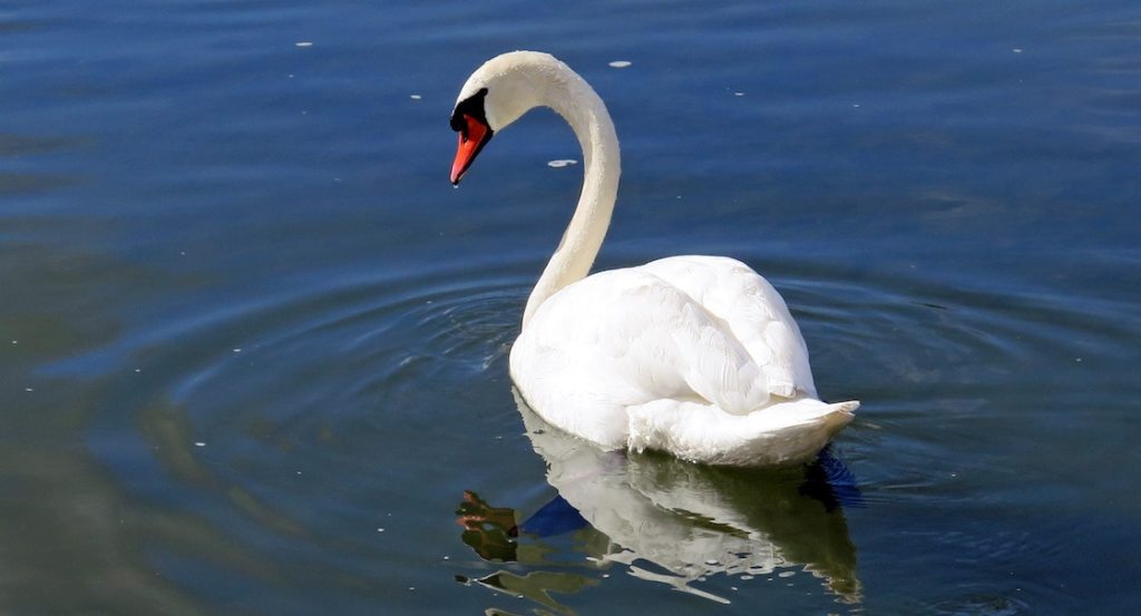 Se comieron a mamá cisne en Nueva York.