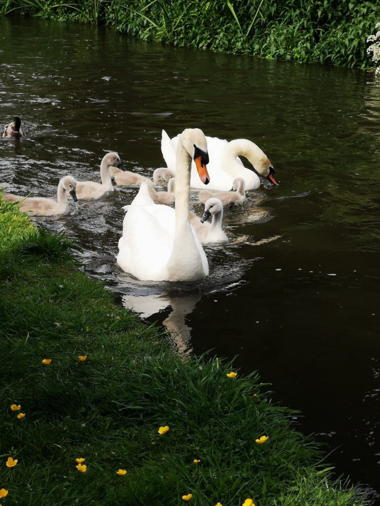 Se comieron a mamá cisne en Nueva York.