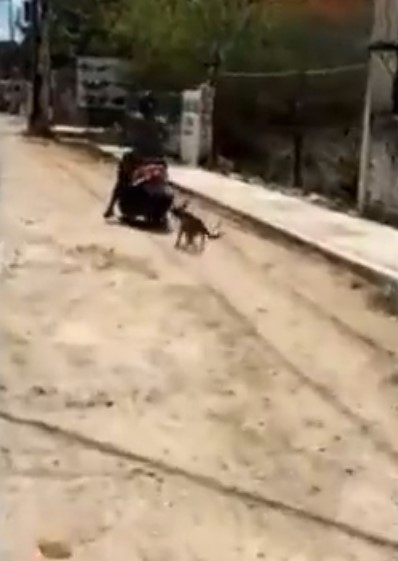 Graban a un sujeto que arrastra a su perro con la moto en calles de Yucatán