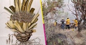 Bromelia del Charco: Descubrieron una nueva planta en México y te contamos todo sobre ella