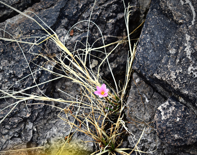 Bromelia del Charco: Descubrieron una nueva planta en México y te contamos todo sobre ella