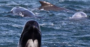 55 ballenas varadas murieron en Escocia.